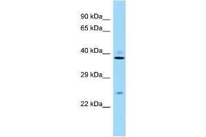 Host: Rabbit Target Name: Rps8 Sample Type: Mouse Testis lysates Antibody Dilution: 1. (RPS8 抗体  (C-Term))
