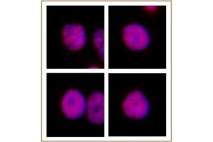 HNF4A antibody (pAb) tested by Immunofluorescence. (HNF4A 抗体  (N-Term))