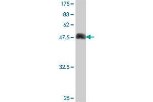 Western Blotting (WB) image for anti-DnaJ (Hsp40) Homolog, Subfamily B, Member 6 (DNAJB6) (AA 1-241) antibody (ABIN564338)