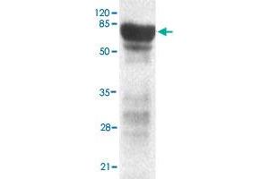 Western blot analysis of PHF2 monoclonal antibody  at 1 : 2000 dilution interacts with recombinant PHF2 protein with a GST tag. (PHF2 抗体  (C-Term))