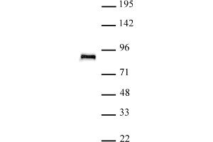 TCF4 antibody (pAb) tested by Western blot. (TCF4 抗体  (N-Term))
