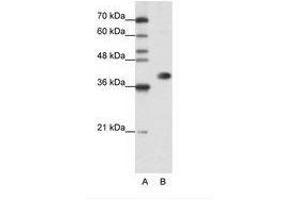 Image no. 3 for anti-Heterogeneous Nuclear Ribonucleoprotein A3 (HNRNPA3) (N-Term) antibody (ABIN202382) (HNRNPA3 抗体  (N-Term))