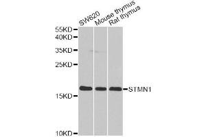Western blot analysis of extracts of various cell lines, using STMN1 antibody. (Stathmin 1 抗体  (AA 1-149))