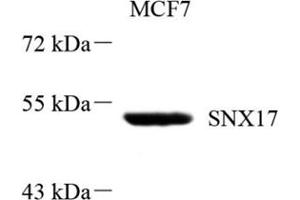 Western blot analysis of SNX17 (ABIN7075691),at dilution of 1: 800 (SNX17 抗体)