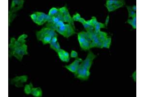 Immunofluorescence staining of 293 cells with ABIN7142978 at 1:33, counter-stained with DAPI. (ASMT 抗体  (AA 221-316))