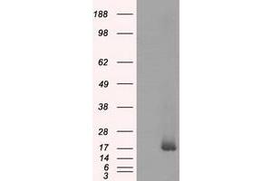 Western Blotting (WB) image for anti-NME/NM23 Nucleoside Diphosphate Kinase 4 (NME4) antibody (ABIN1499779) (NME4 抗体)