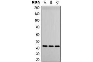 Western blot analysis of IGFBP3 expression in HuvEc (A), Raw264. (IGFBP3 抗体)