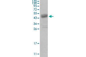 Western blot analysis of truncated DDR1 recombinant protein with DDR1 monoclonal antibody, clone 2G4E12 . (DDR1 抗体)
