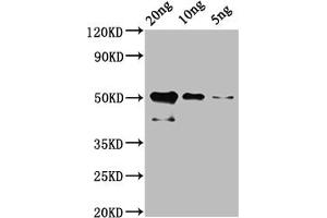 anti-Bt Cry1Ac (AA 972-1178) antibody