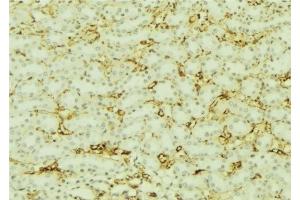 ABIN6277617 at 1/100 staining Mouse kidney tissue by IHC-P. (Villin 1 抗体  (Internal Region))