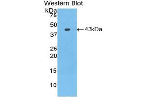 Western blot analysis of the recombinant protein. (BMP2 抗体  (AA 283-396))