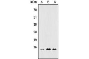 Western blot analysis of RPL22 expression in HEK293T (A), Raw264. (RPL22 抗体  (Center))