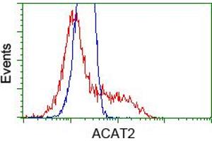Image no. 1 for anti-Acetyl-CoA Acetyltransferase 2 (ACAT2) antibody (ABIN1496400) (ACAT2 抗体)