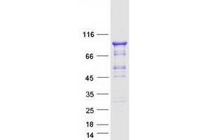 Validation with Western Blot (GMEB1 Protein (Transcript Variant 1) (Myc-DYKDDDDK Tag))