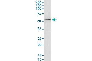 Western Blotting (WB) image for anti-Potassium Voltage-Gated Channel, Shaker-Related Subfamily, Member 3 (KCNA3) (AA 424-523) antibody (ABIN561576)