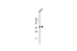 Anti-PIH1D1 Antibody (Center) at 1:1000 dilution +  whole cell lysate Lysates/proteins at 20 μg per lane. (PIH1D1 抗体  (AA 163-192))