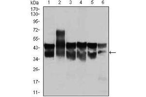 CDK2 抗体