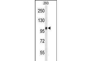 Western blot analysis of DDX23 Antibody (Center) (ABIN651059 and ABIN2840053) in 293 cell line lysates (35 μg/lane). (DDX23 抗体  (AA 248-277))