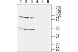 Western Blotting (WB) image for anti-G Protein-Coupled Receptor 65 (GPR65) (AA 72-84), (Extracellular) antibody (ABIN7043167)