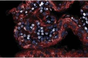 Immunofluorescence staining on a rabbit brain section. (NOS1 抗体  (AA 1095-1289))