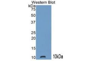 Mouse Capture antibody from the kit in WB with Positive Control: Human leukocyte cells. (S100P ELISA 试剂盒)