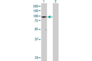 Western Blotting (WB) image for anti-Heat Shock Protein 90kDa alpha (Cytosolic), Class B Member 1 (HSP90AB1) (AA 1-724) antibody (ABIN516741)