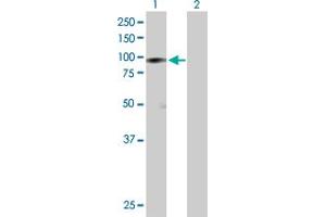 Western Blot analysis of HSP90AB1 expression in transfected 293T cell line by HSP90AB1 MaxPab polyclonal antibody. (HSP90AB1 抗体  (AA 1-724))