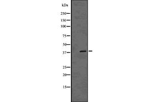 Western blot analysis of MSI1 using HUVEC whole cell lysates (MSI1 抗体  (C-Term))