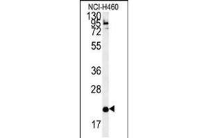 Western blot analysis in NCI-H460 cell line lysates (35ug/lane). (SLAMF7 抗体  (AA 58-85))