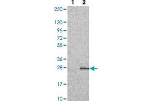 Western blot analysis of Lane 1: Negative control (vector only transfected HEK293T lysate). (PERP 抗体)