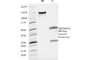 SDS-PAGE Analysis Purified Cyclin A Mouse Monoclonal Antibody (CCNA2/2333). (Cyclin A 抗体)