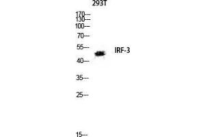 Western Blot (WB) analysis of 293T lysis using IRF-3 antibody. (IRF3 抗体  (Ser605))