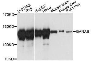 Western blot analysis of extracts of various cell lines, using GANAB antibody.