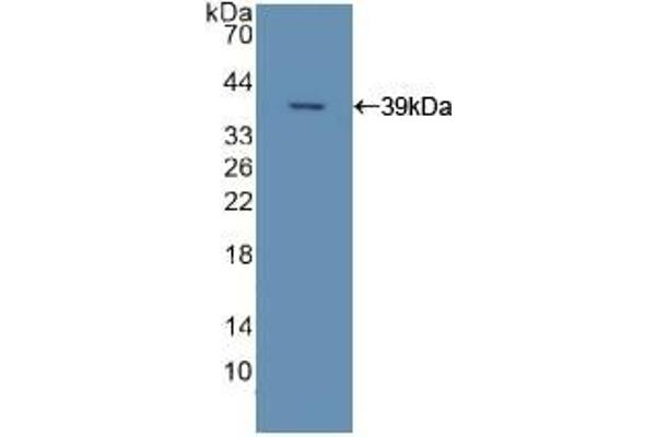 Apolipoprotein C-II 抗体  (AA 13-97)