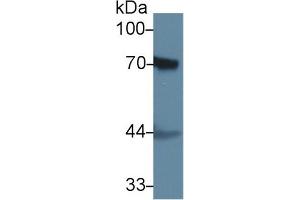 Western blot analysis of Rat Skin lysate, using Rat F2 Antibody (1 µg/ml) and HRP-conjugated Goat Anti-Rabbit antibody ( (Prothrombin 抗体  (AA 201-323))