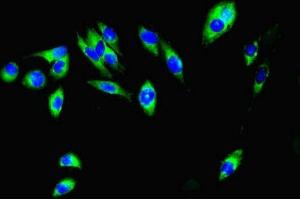 Immunofluorescent analysis of Hela cells using ABIN7156219 at dilution of 1:100 and Alexa Fluor 488-congugated AffiniPure Goat Anti-Rabbit IgG(H+L) (MCL-1 抗体  (AA 19-244))