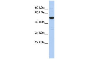 WB Suggested Anti-C9orf75 Antibody Titration: 0. (TPRN 抗体  (Middle Region))