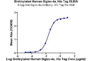 Immobilized Anti-Siglec-4a Antibody at 2 μg/mL (100 μL/well) on the plate. (MAG Protein (AA 20-516) (His-Avi Tag,Biotin))