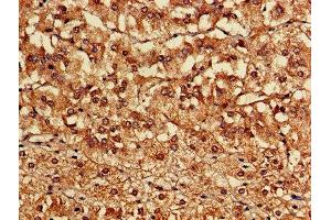 Immunohistochemistry of paraffin-embedded human adrenal gland tissue using ABIN7162924 at dilution of 1:100 (CASK 抗体  (AA 470-760))