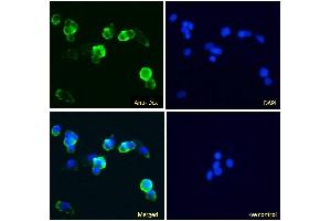 ABIN5539645 Immunofluorescence analysis of paraformaldehyde fixed HepG2 cells, permeabilized with 0. (Doublecortin 抗体  (Internal Region))