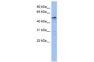 WB Suggested Anti-ZNF419  Antibody Titration: 0. (ZNF419 抗体  (N-Term))