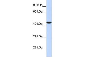 WB Suggested Anti-NMI Antibody Titration:  0. (NMI 抗体  (Middle Region))