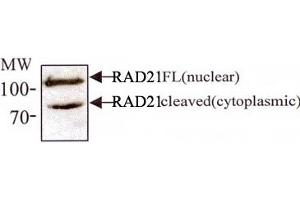 Western blot analysis of RAD21 in 293 cell lysates with RAD21 monoclonal antibody, clone CM110-2C10 . (RAD21 抗体  (AA 544-631))