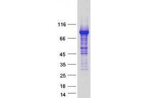 Western Blotting (WB) image for Zinc Finger and BTB Domain Containing 16 (ZBTB16) (Transcript Variant 1) protein (Myc-DYKDDDDK Tag) (ABIN2735771)