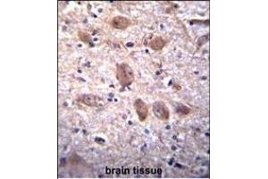 SPG7 Antibody (Center) (ABIN656408 and ABIN2845702) immunohistochemistry analysis in formalin fixed and paraffin embedded human brain tissue followed by peroxidase conjugation of the secondary antibody and DAB staining. (SPG7 抗体  (AA 115-141))