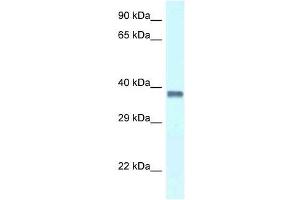 Western Blot showing Pura antibody used at a concentration of 1. (PURA 抗体  (C-Term))