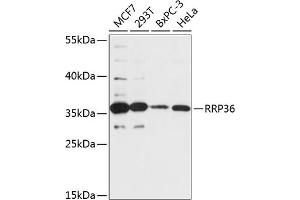 Western blot analysis of extracts of various cell lines, using RRP36 antibody (ABIN7270044) at 1:3000 dilution. (RRP36 抗体  (AA 1-259))