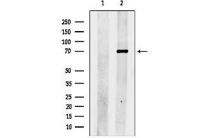 Western blot analysis of lysates from Mouse brain, using COL4BP Antibody.