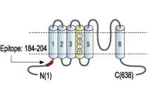 Representative domain view of the target of ABIN7043537.