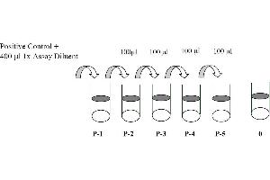 This picture shows the preparation of the positive control. (EPH Receptor B3 ELISA 试剂盒)